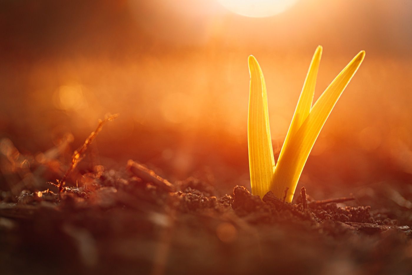 A new sprout rising from the soil in warm morning light.
